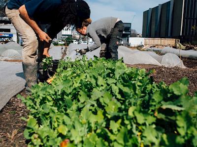 Cultivate Christchurch Limited