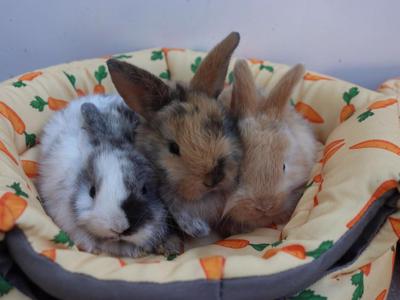 BEAUTIFUL BUNNIES NEED URGENT HELP!