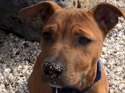 Boomer needs Surgery