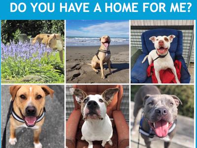 Replace our dog rescue donation box contents