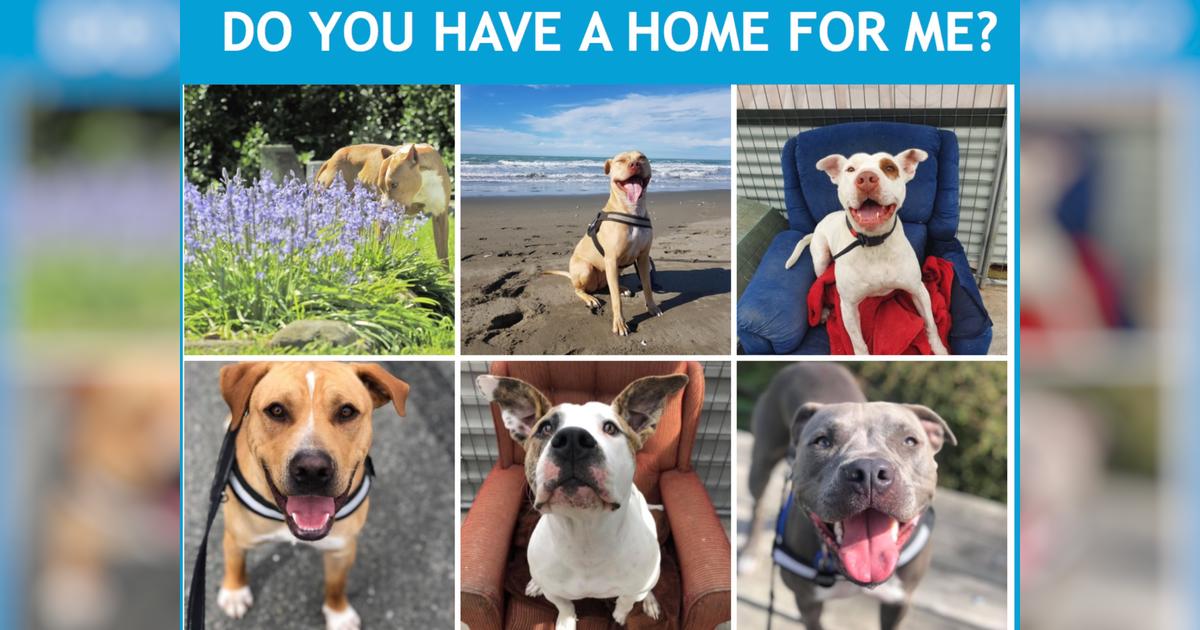 Replace our dog rescue donation box contents Givealittle