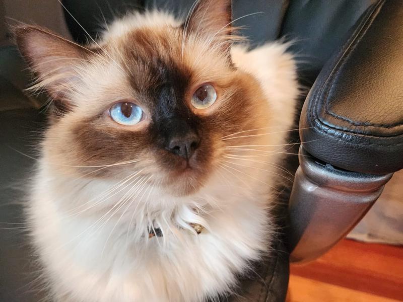 Charlie the Ragdoll, hurt but not broken! - Updates - Givealittle