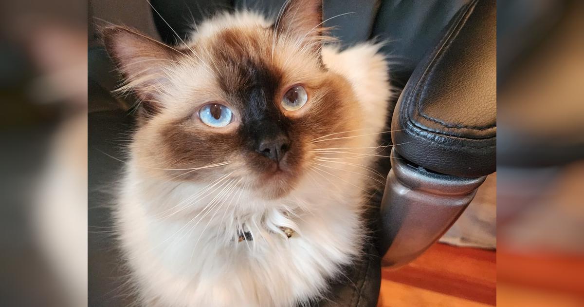 Charlie the Ragdoll, hurt but not broken! - Givealittle