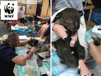 Help us care for injured Australian wildlife impacted by bush fires