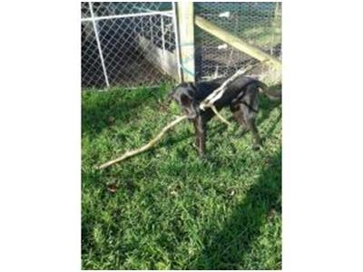 Kennel Costs for Eeyore