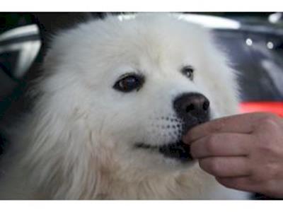 Help us remove Ada's tooth