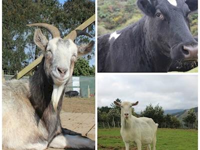 30 Challenges for Black Sheep