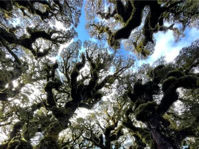 Tararua Trail Time for E Tu Tangata