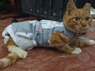 Help Xena with her rehabilitation