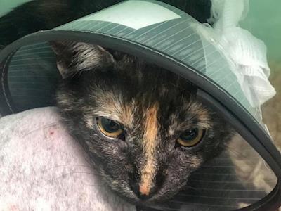 Help Poor Wee Emma!!!