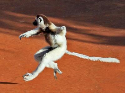 Tobi's run for Cobham school's library