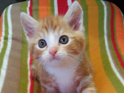 KITTEN NEEDS AMPUTATION SURGERY