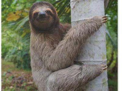 Watch This Sloth Climb for a Cause 😁