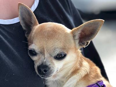 Havana needs Surgery