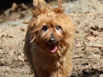 Elderly dogs Rescue home