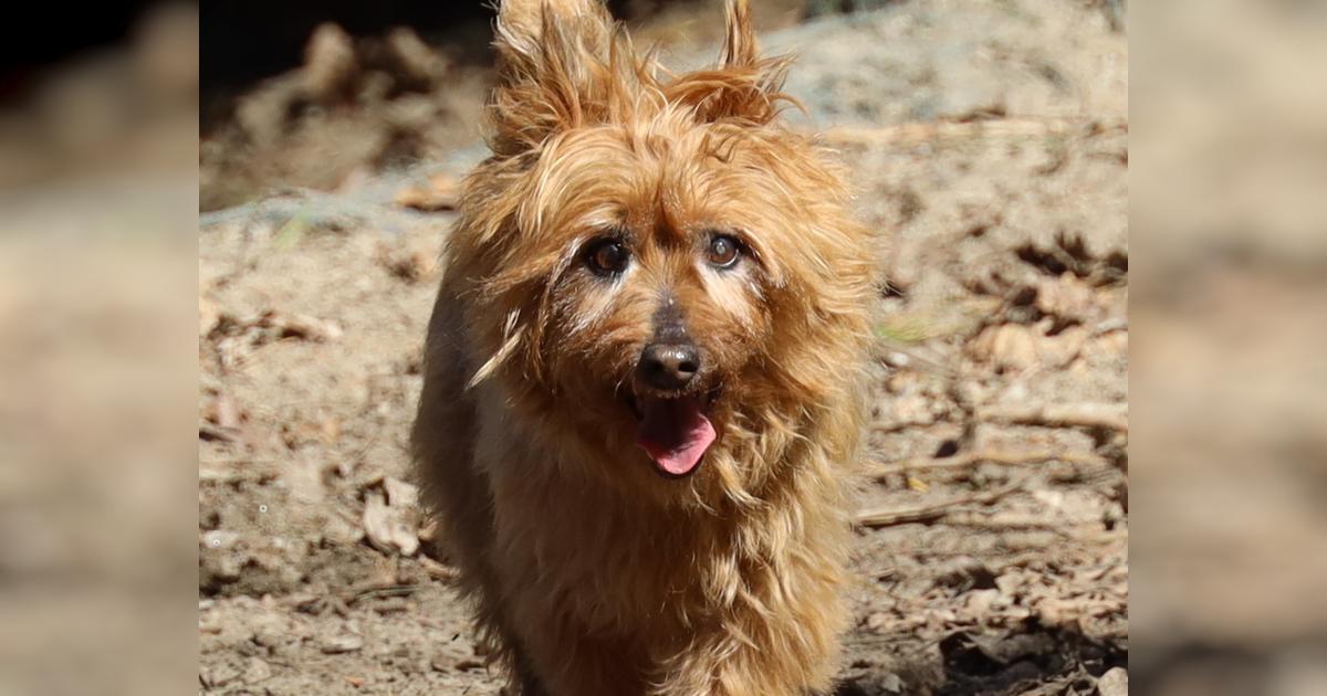Elderly dogs Rescue home - Givealittle
