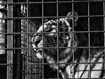 World Animal Protection