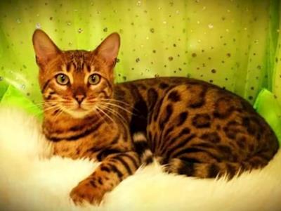 Help Gucci Recover from a Shooting