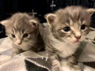 Support Feral Nation to help vulnerable kittens & cats