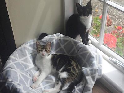 Help raise funds for Henry the kitten and his sisters