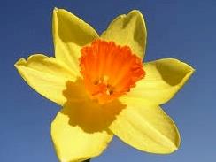 Ward 4a Relay for Life