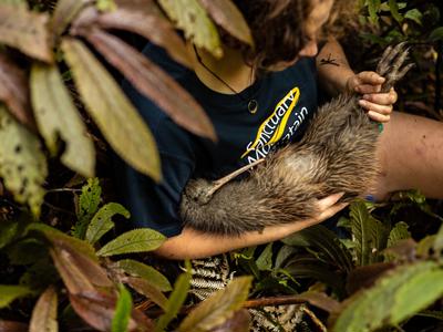 Help kiwi thrive! Seeking funding for two six-seater utility vehicles to transport kiwi