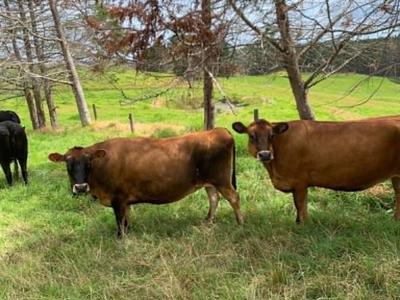 GIVE RESCUED COWS A LONG SAFE LIFE