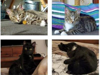 Banjo and Baloo - two more with Wobbly knees!