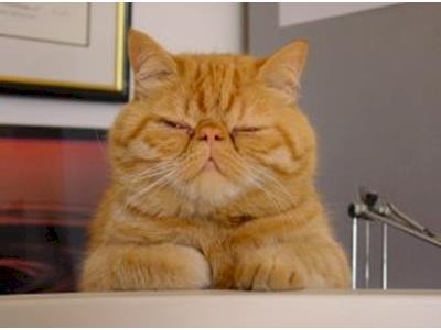 Mr Tinkles for Top Cat Model