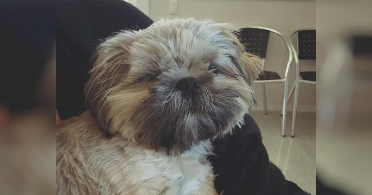 Save Koko's Eye - Givealittle