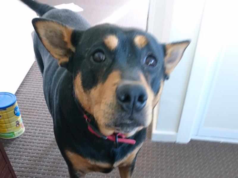 Ear surgery for Bubbles Givealittle