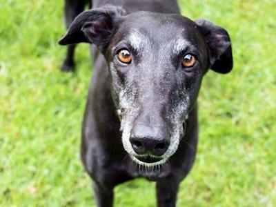 Dante's Legacy - Greyhounds as Pets