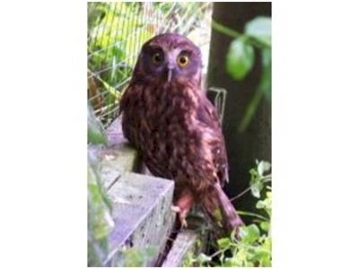 My first (Morepork!) marathon!