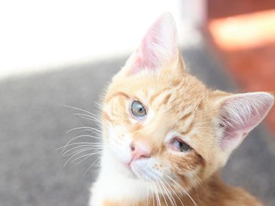 Giving Sparky his Spark Back