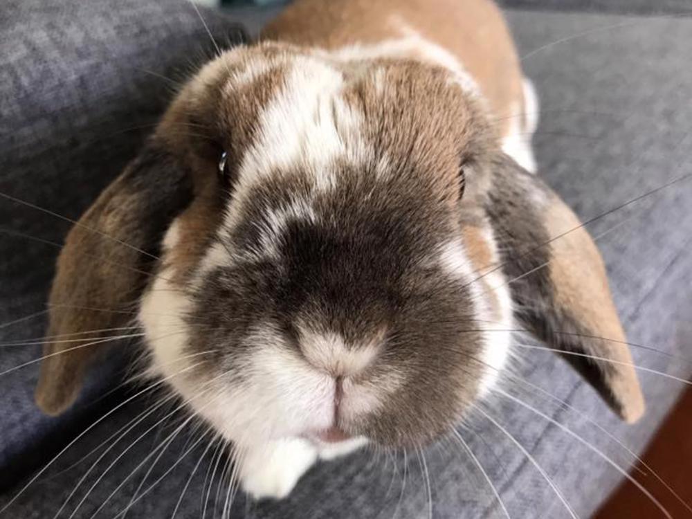 Save Taz - Givealittle