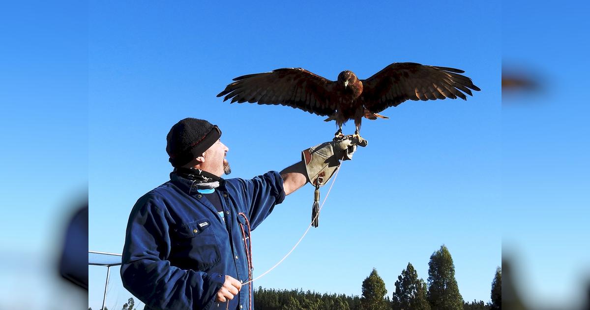 Canterbury Raptor Rescue - Givealittle