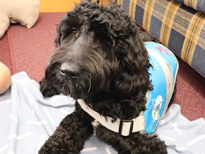 Funding our Therapy Dog in Palmerston North
