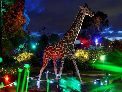 Light Up the Holidays