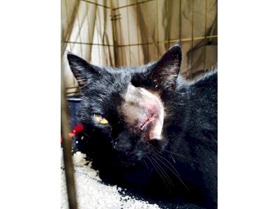 Emergency Eye Removal for Bee Three