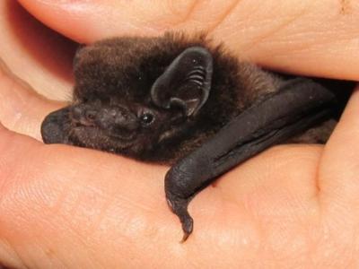 Will YOU help save pekapeka-tou-roa/ long-tailed bat from extinction?