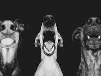 Help SPCA care for the animals inside the shelter