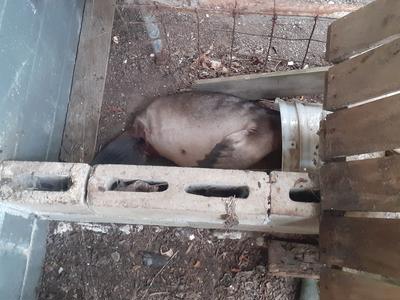 Restoring Habitat for NZ Sea Lions at Smaills Beach, Dunedin