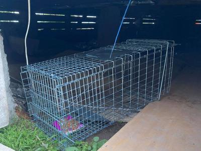 Help the Lower Hutt Cat Colony Population