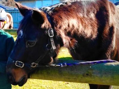 Wombat needs dental surgery!!