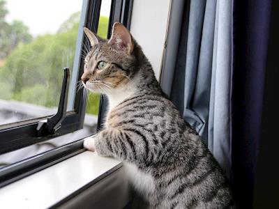 Olivia Needs A New Smile!