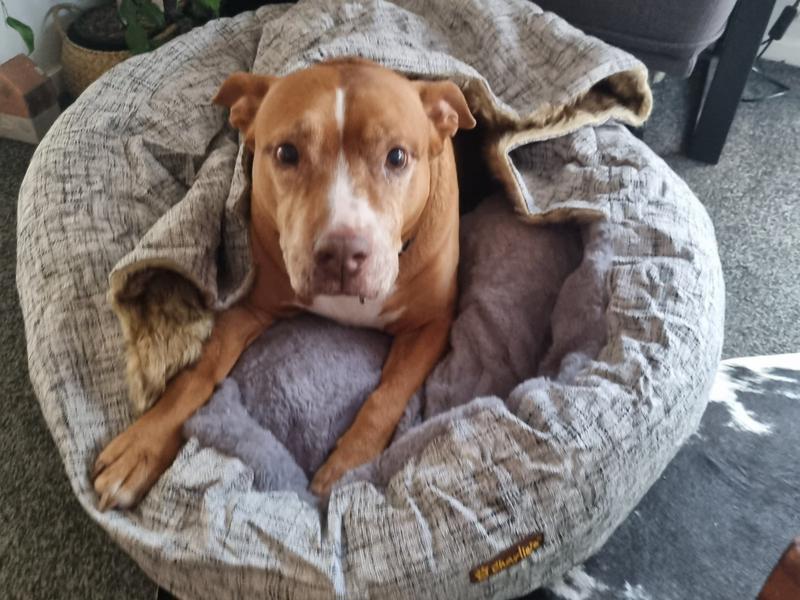 A new leash on life for Mace Questions Givealittle