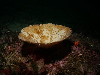 Supporting research on sponge bleaching