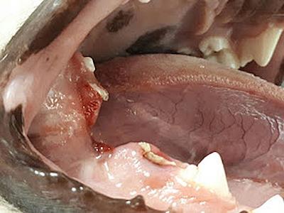 Help Kawerau SPCA pay for Tui's surgery.