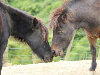 Winter feed for animals in need!