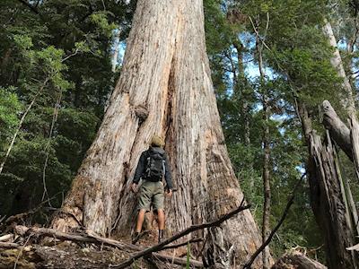 Walking the 3000 kilometers of Te Araroa trail to plant 3000 trees
